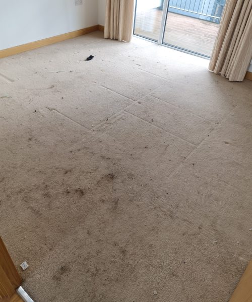 dirty lounge carpet - Skyline Cleaning